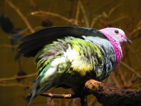 Free Dove Bird photo and picture