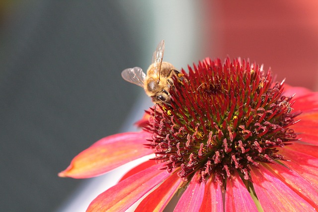 Echinacea, Purpur, Biene, Blume
