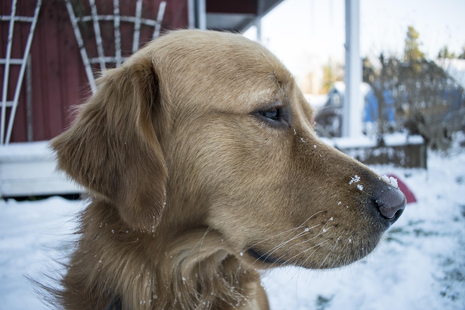 Puppy Frozen Cold - Free photo on Pixabay - Pixabay