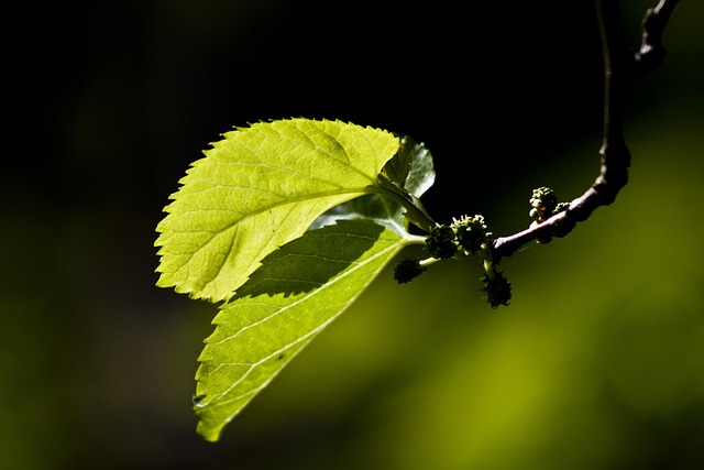 Free Leaf Reverse Light photo and picture