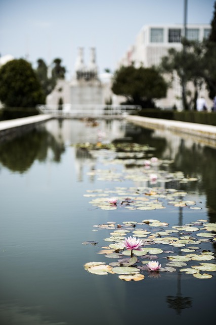 Waterlelie, Lissabon, Lisboa, Portugal