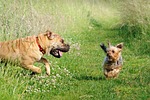 dog, fright, joke