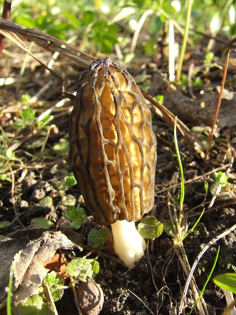 Free Mushrooms Forest photo and picture
