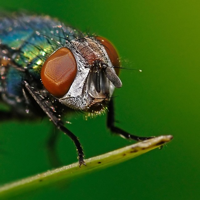 Moska Inseto Mosca Insecto Cabeza - Foto gratis en Pixabay - Pixabay