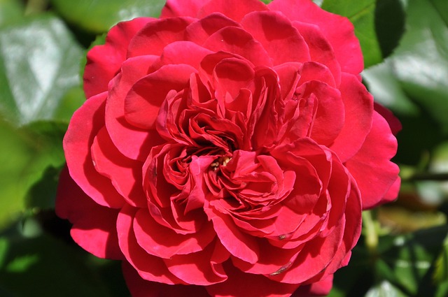 Free Rose Flower photo and picture