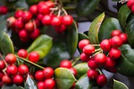 christmas, christmas decorations, christmas greenery