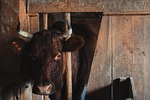 animal, barn, bull