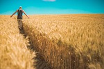 cereal, countryside, crop