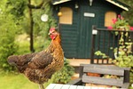 agriculture, animal, chicken