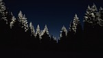 cold, dark, forest