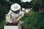 adult, apiary, bee