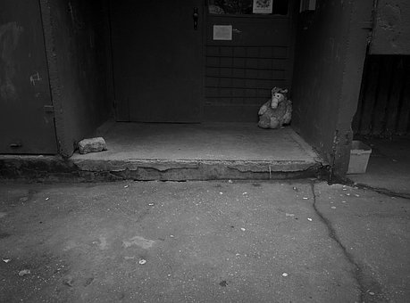 Alf, Entrada, Bloque, Juguete De Peluche