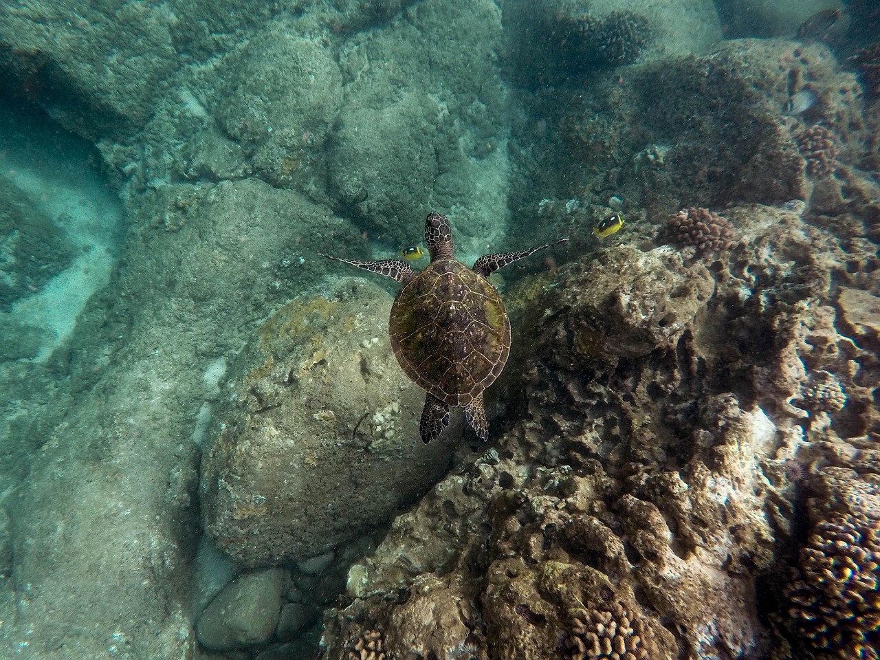 Animals - free online jigsaw puzzle photo