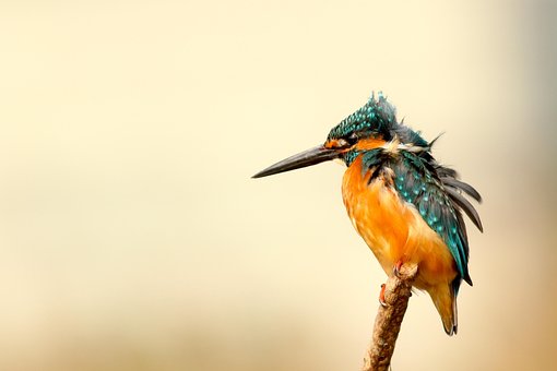 A patient kingfisher