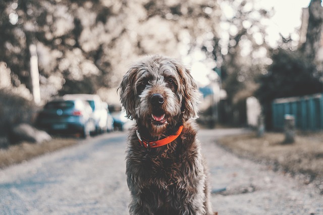 Free Adorable Animal photo and picture