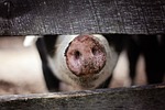 animal, farm, farm animal
