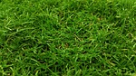 close-up, field, grass