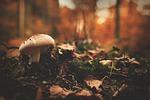 autumn, blur, close-up
