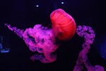 colorful, fish, jelly