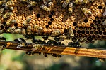 agriculture, apiary, bee
