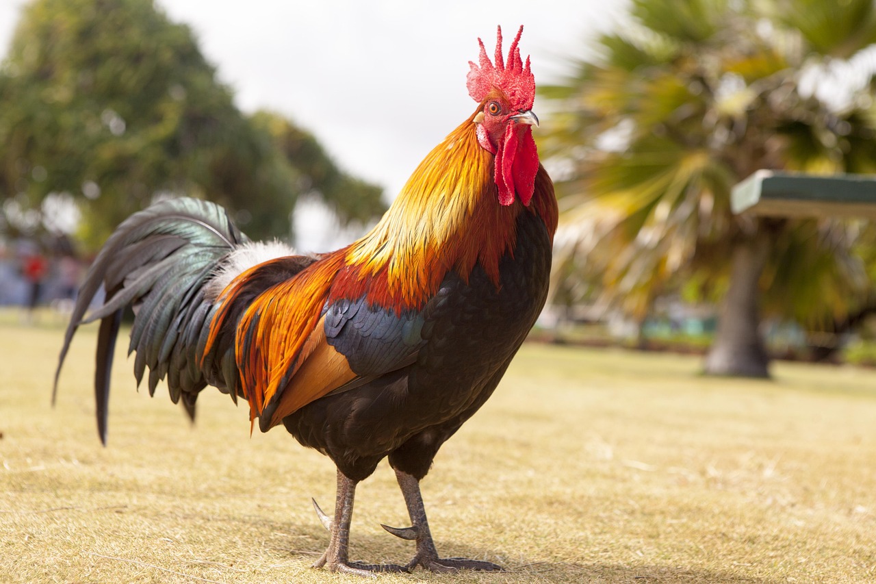 30 000 Free Colorful Roosters Nature Photos Pixabay