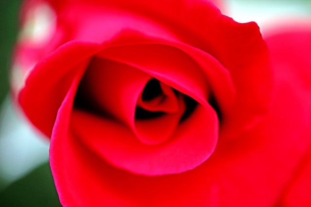 Free Rose Red photo and picture