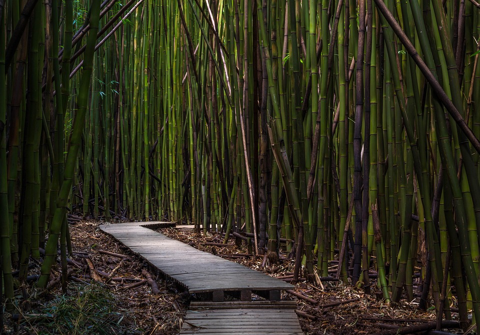 竹树 码头 环境 - Pixabay上的免费照片 - Pixabay