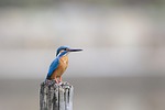 animal, animal photography, avian