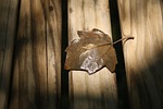 autumn leaf, close-up, dry leaf