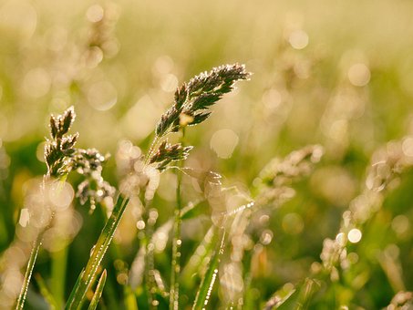 Countryside, Crop, Farm, Field, Grass