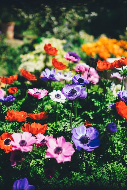 Free Bloom Blossom photo and picture