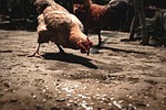 agriculture, animal, beak
