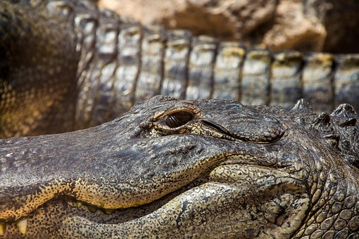 Free Crocodile Reptile photo and picture
