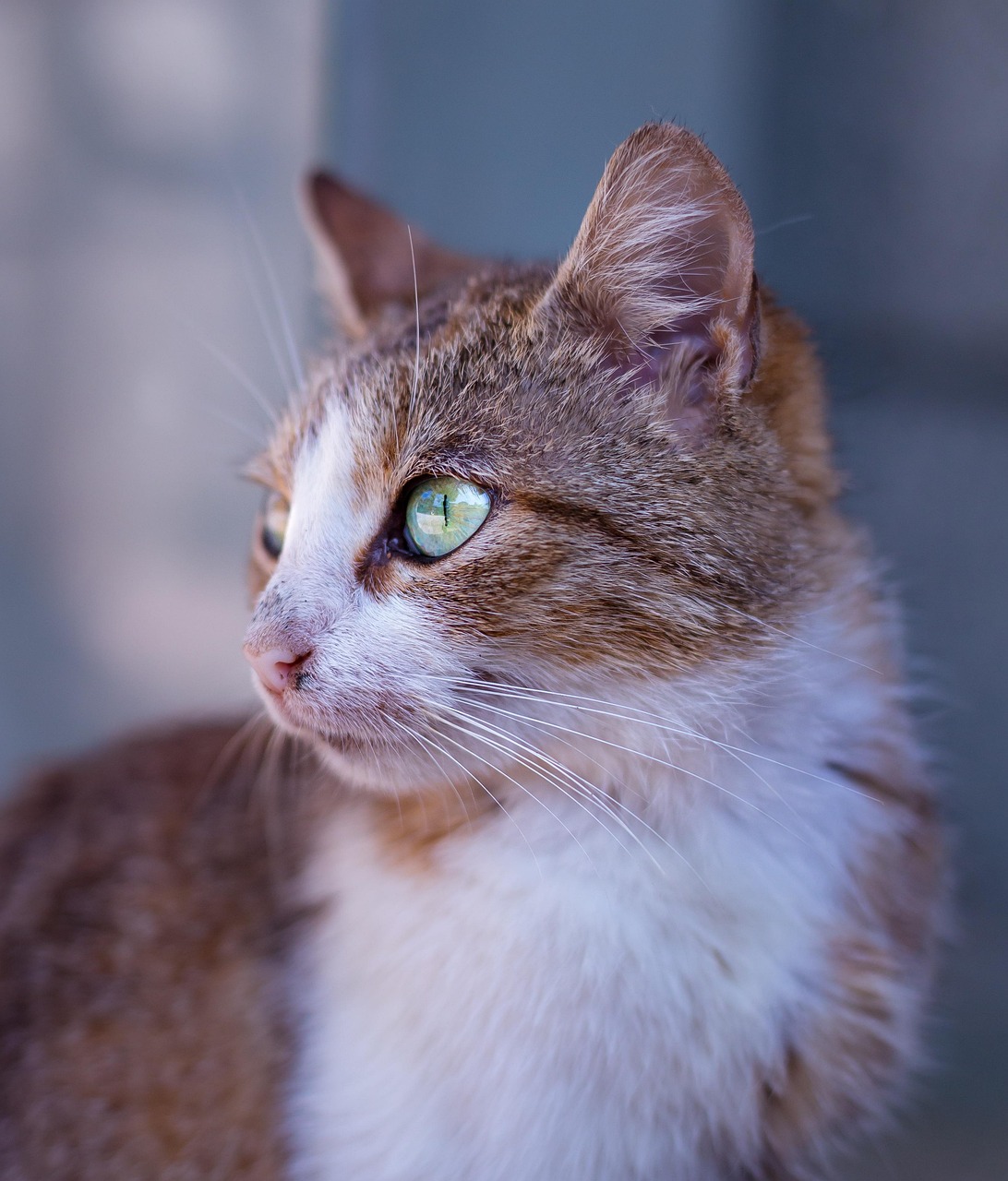 动物 猫 特写 - Pixabay上的免费照片