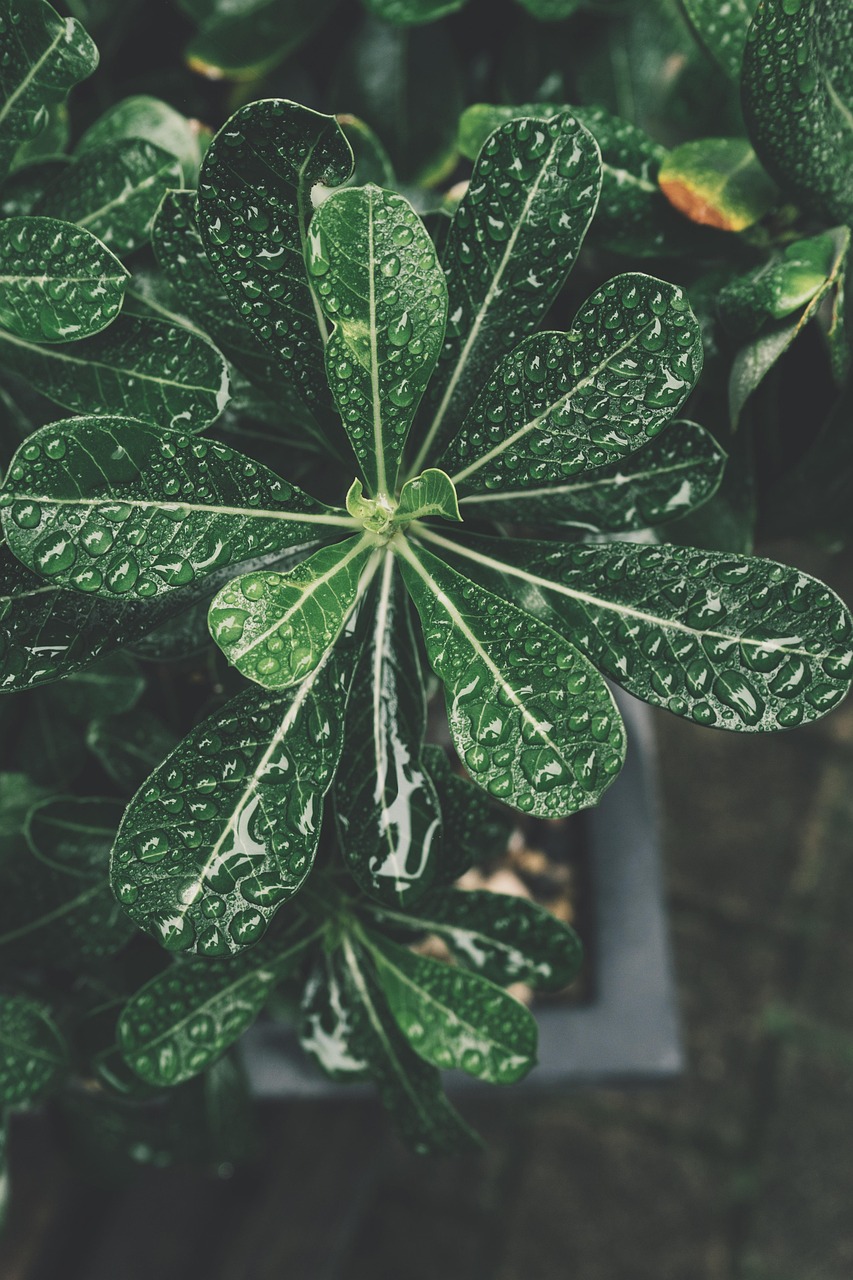 Bonsai Botaniczny Botanika Darmowe zdjęcie na Pixabay Pixabay