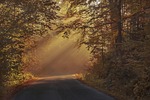 autumnal, beautiful, color