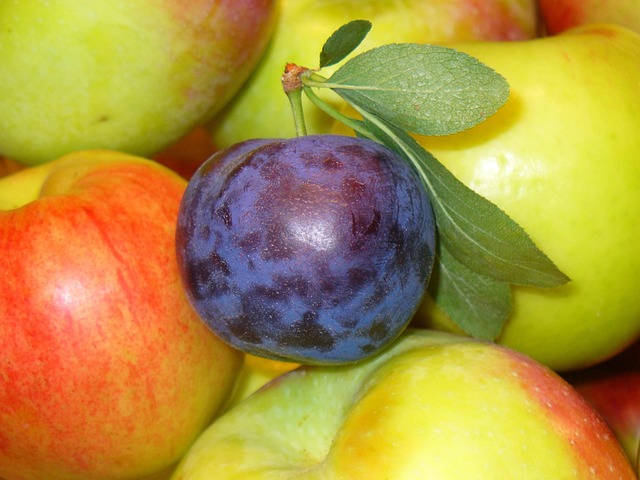 Free Fruits Prune photo and picture