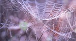 blur, close-up, cobweb