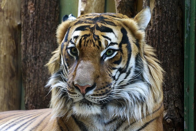Animal, tiger, portrait and zoo — photo by Pexels