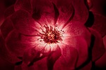 aroma, art, background