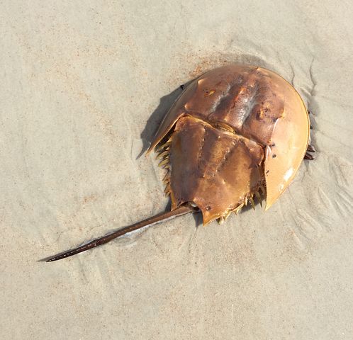 10 Kostenlose Pfeilschwanzkrebs Krabbe Fotos Pixabay