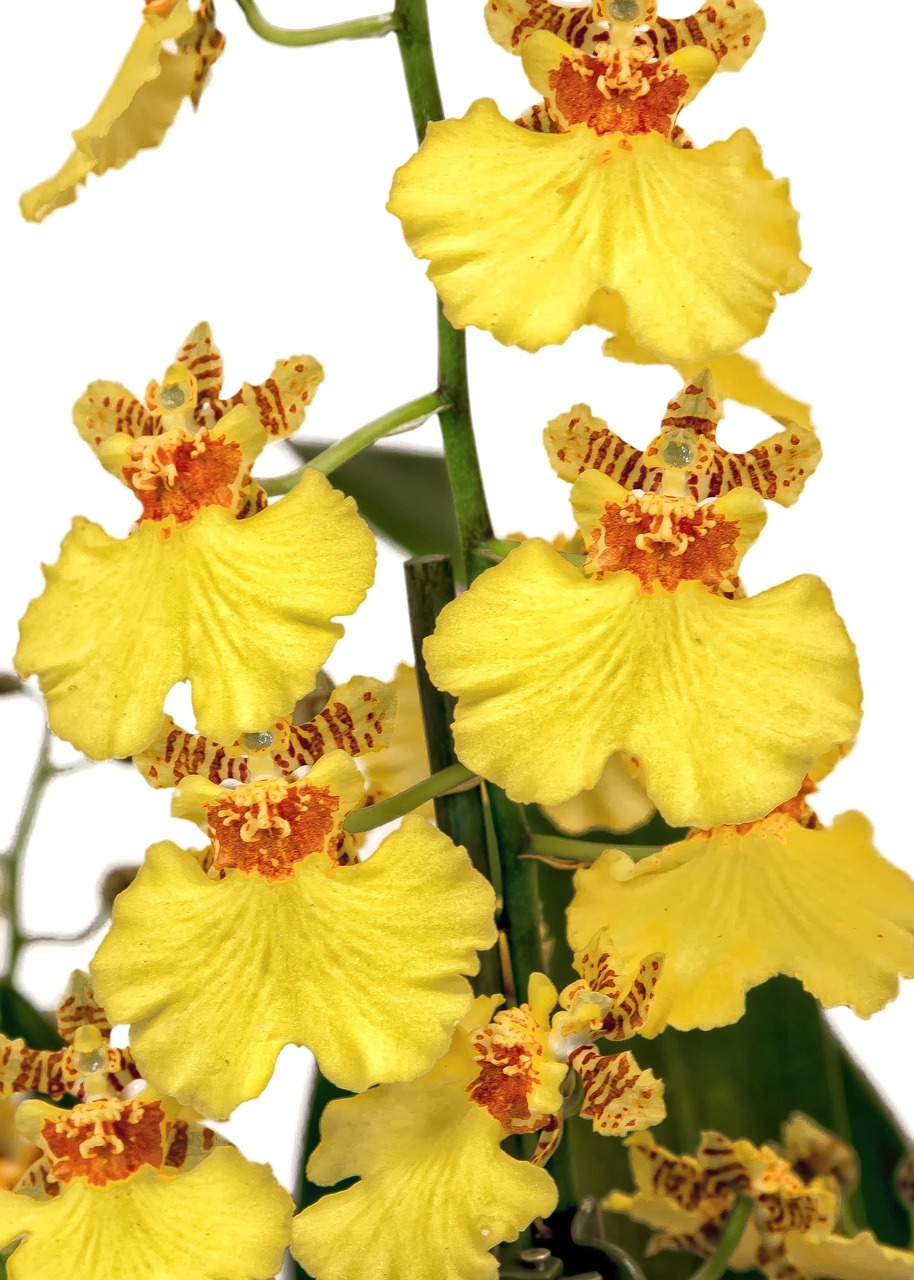 Oncidium Orchid Yellow - Free photo on Pixabay - Pixabay
