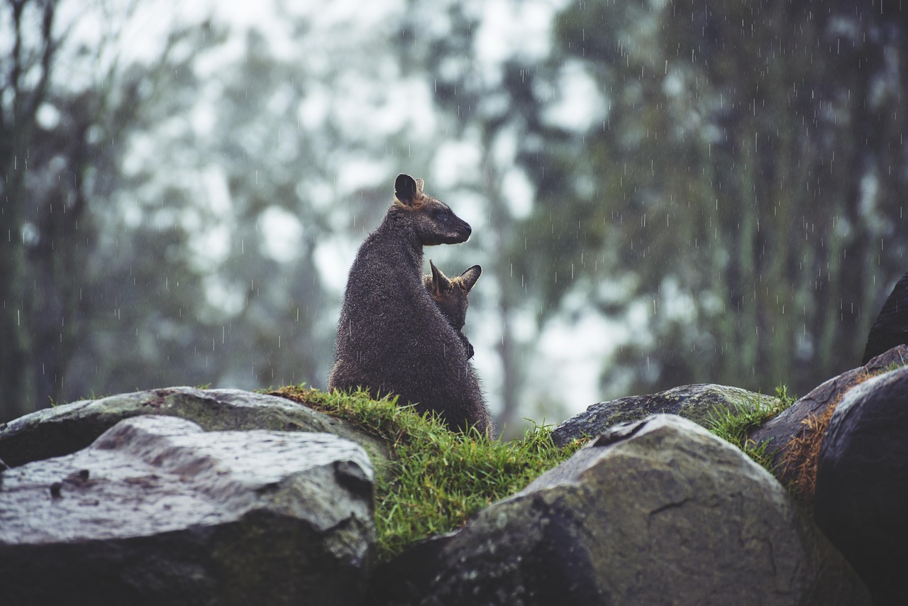 Kangaroos - free online jigsaw puzzle photo