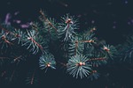 branch, celebration, christmas