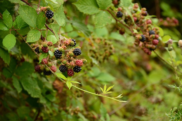 Brombeeren, Beere, Sommer, Ranke, Obst