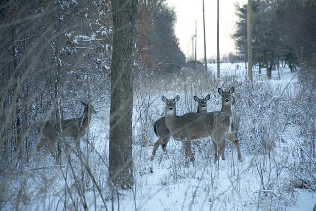 Hirsch, Schnee, Tier, Tierwelt, Winter