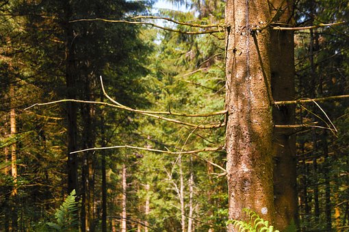 Free Forest Black Forest photo and picture