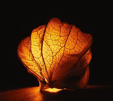 Physalis, Kapselstachelbeere, Frucht