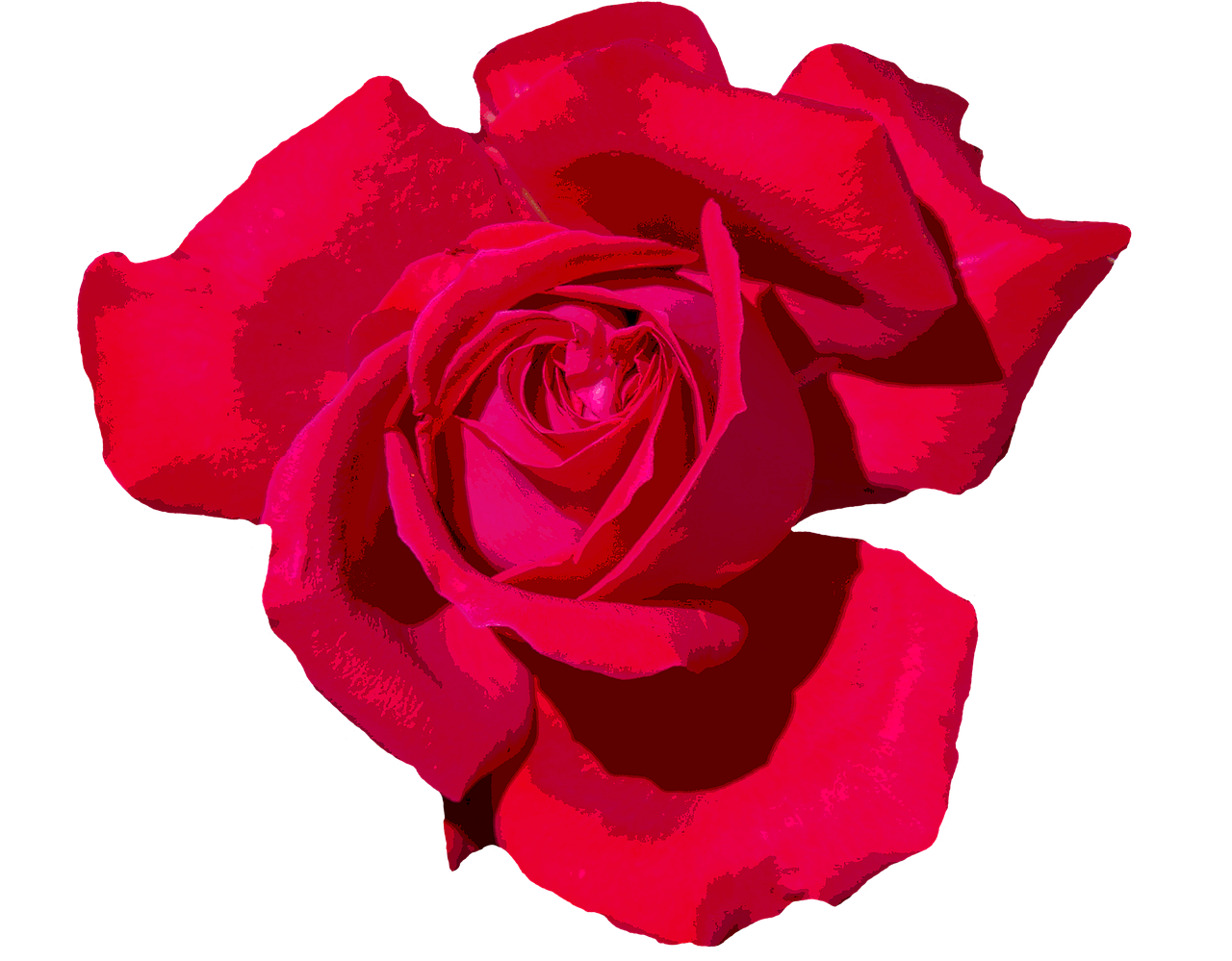 Rose Love Romantic Red - Free image on Pixabay
