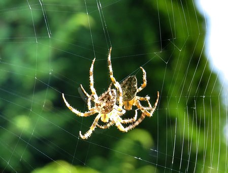 Kreuzspinnen, Spinne, Nahaufnahme